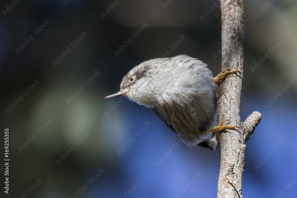 Fototapeta premium Varied Sittella (Daphoenositta chrysoptera)