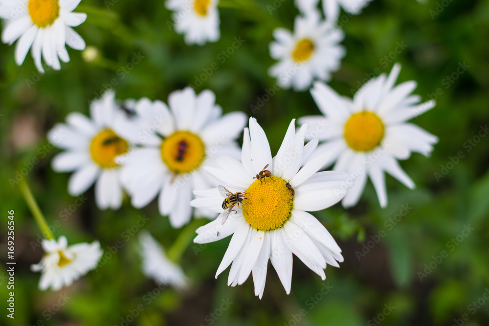 Field of large garden daisy at a sunny day with insect