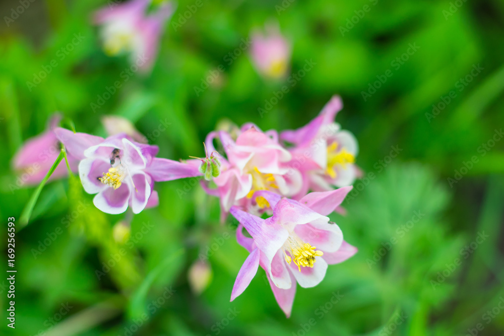 Pink aquilegia with white and yellow core