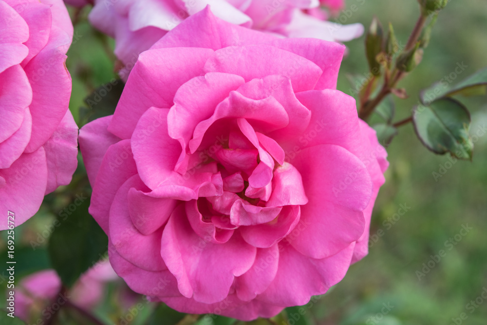 Soft pink rose blooming in a garden