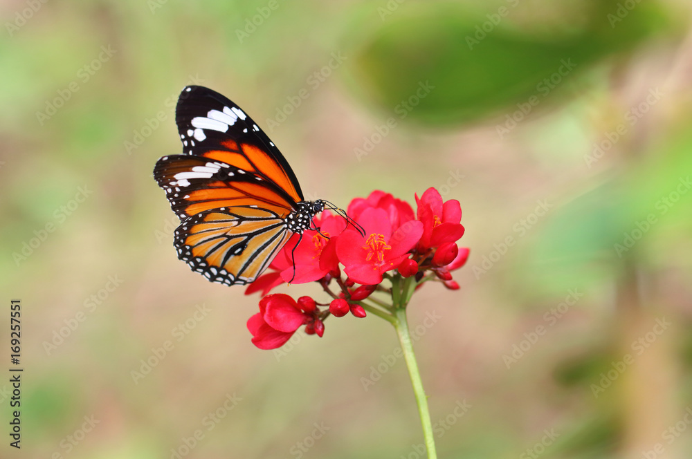 Naklejka premium butterfly and flower on green background