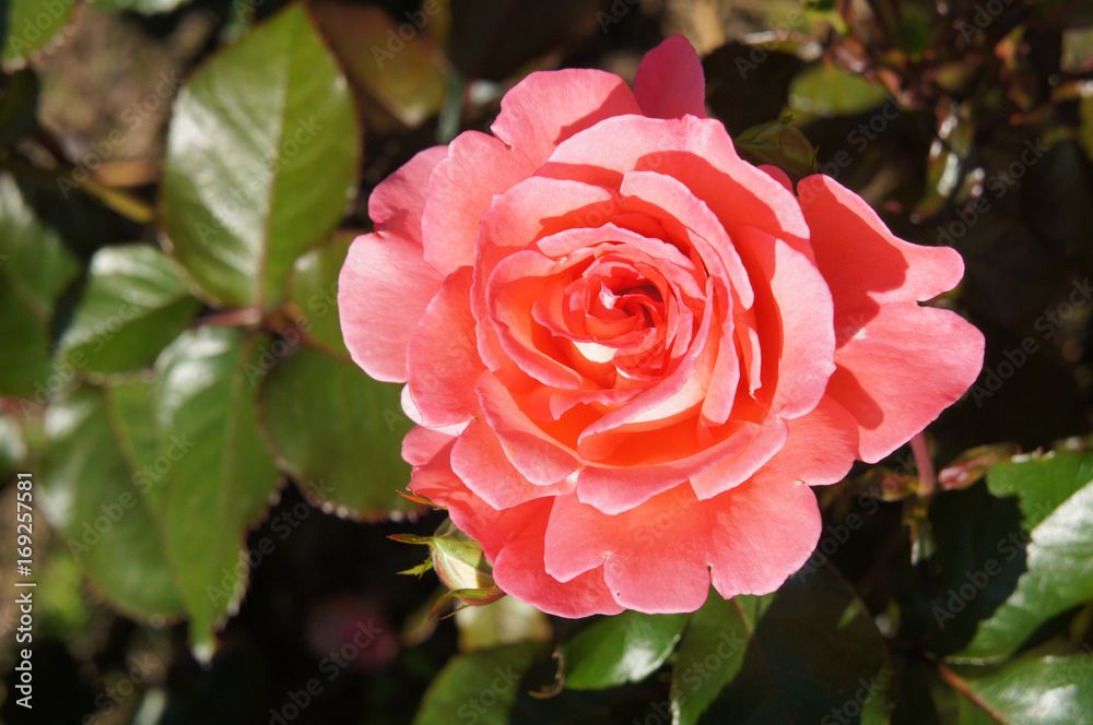 Pink rose flower in garden Pink rose flower in garden