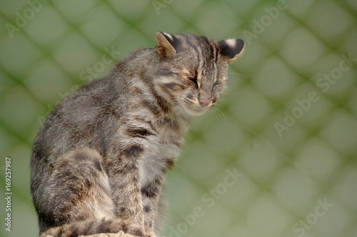 眠そうなツシマヤマネコ photo