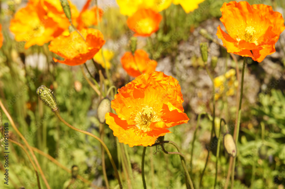 Papaver nudicaule summer breeze orange flowers 