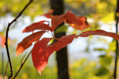 Оранжевые осенние листья крупным планом
