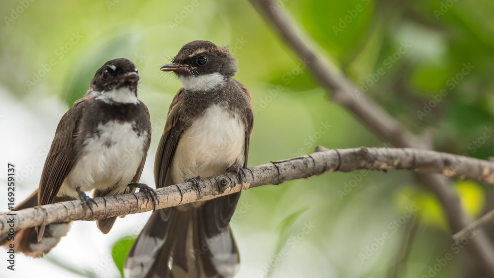 Two birds (Pied Fantail Flycatcher) in nature wild Two birds (Pied Fantail Flycatcher) in nature wild