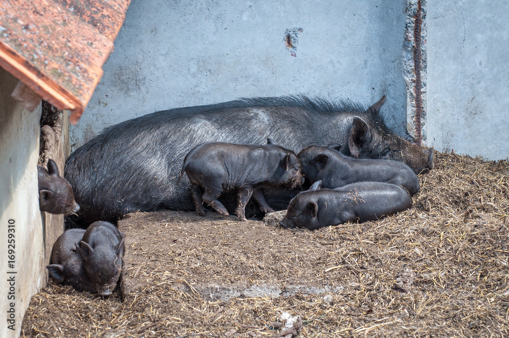 The big black sow with its little piglets. The big black sow with its little piglets.