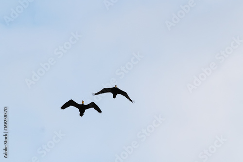 Pair of black ducks flying in blue sky