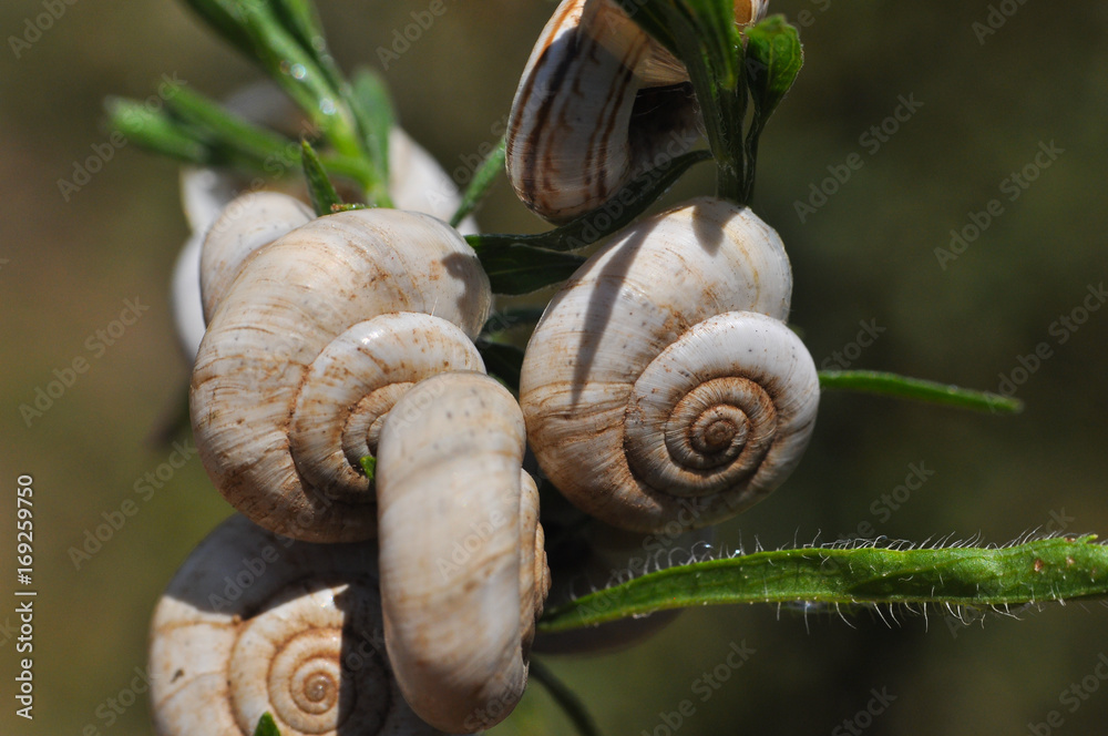 Little snails shells on the grass. Group of snail shells in nature Little snails shells on the grass. Group of snail shells in nature