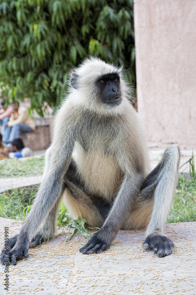 Gray Langur Monkey  Presbytis entellus in Jodhpur Rajasthan India