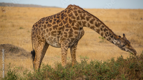 Canvas Print Giraffe Gobbling