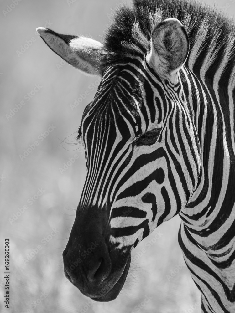 Fototapeta premium Zebra Portrait