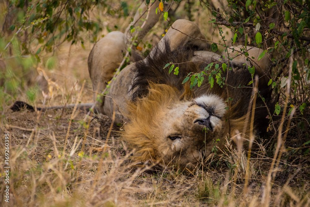 Obraz premium Senior Male Lion