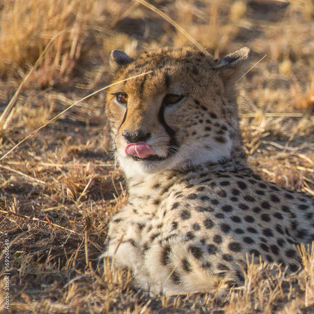 Fototapeta premium Cheetah
