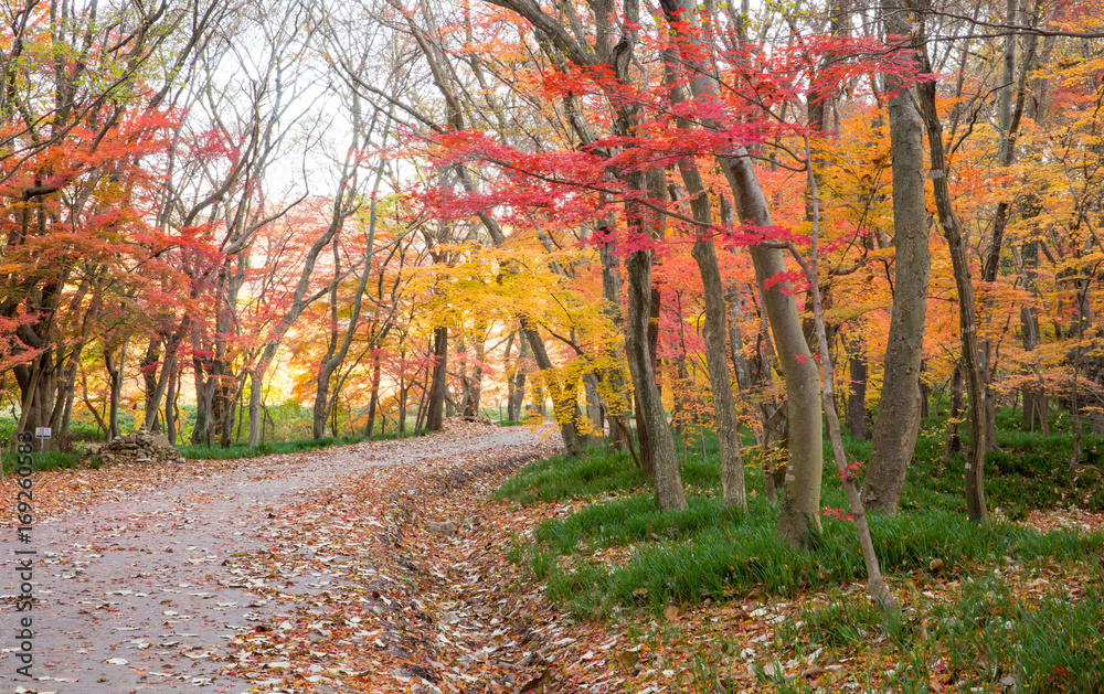 가을길 단풍길 Stock 사진 | Adobe Stock
