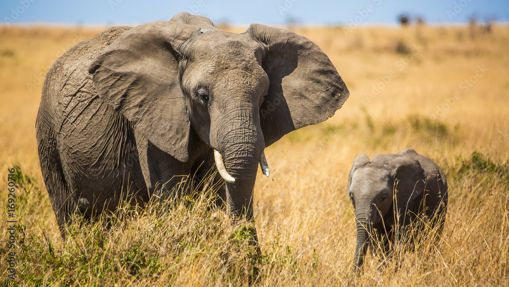 Elephant Mama & Kiddo