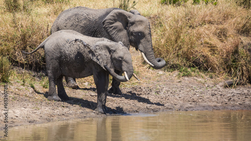 African Elefants