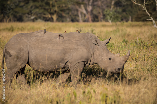 Four Birds on a Rhino