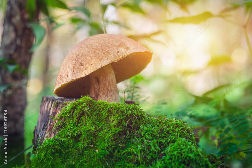 A beautiful large white mushroom with a burdock cap and a thick peduncle stands on a stump in the moss in the forest on a summer day, side view, around the foliage, the sun shines brightly....