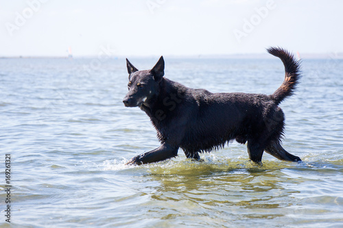 A black dog runs along the water