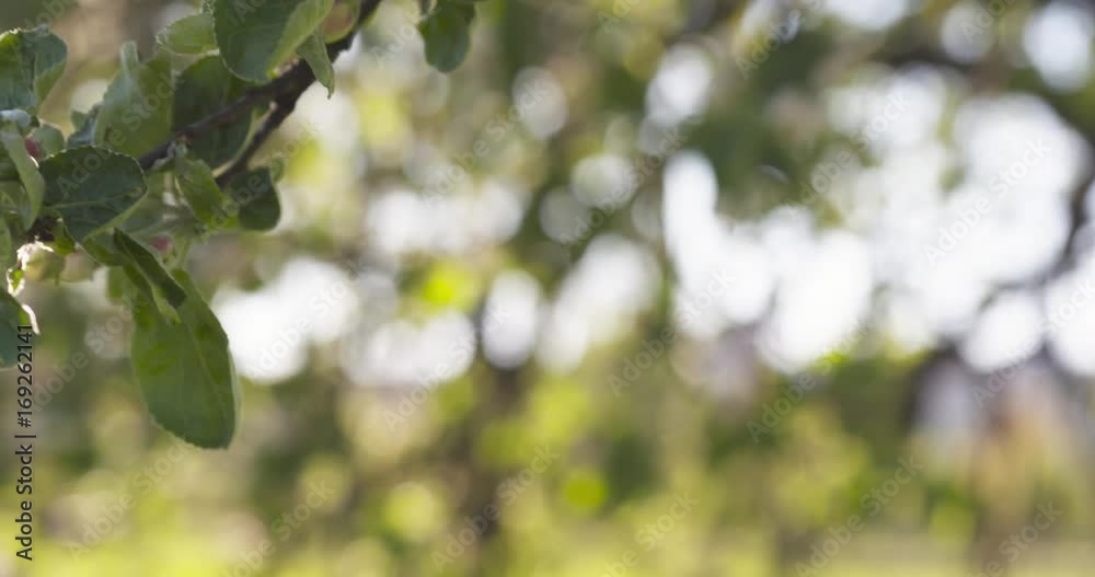 closeup pan shot of light pink apple tree blossom closeup pan shot of light pink apple tree blossom