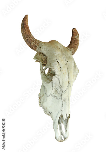 Skull of cow isolated on white background.