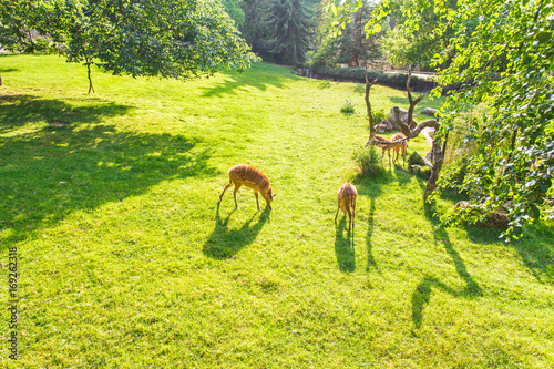 Roe deer eating fresh grass on the meadow, top view. Wildlife, animals, zoo and mammals concept photo