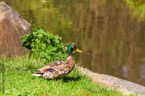 Wild duck on the grass photo