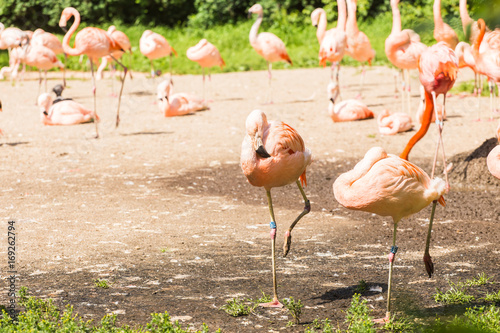 Group of flamingo's , Flamingo resting in the grass.