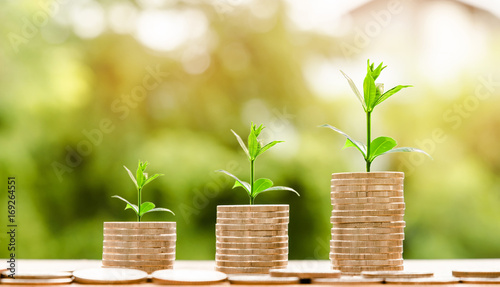 step of coins stacks with tree growing on top, nature background, money, saving and investment or family planning concept, over sun flare silhouette tone.