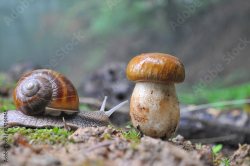 Big snail and cap mushroom in forest. Boletus edulis mushroom and snail on rain in woods