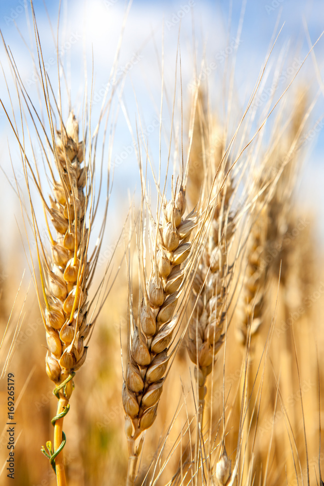 Golden winter wheat field in sunlight closeup, shallow depth of field. Agriculture, agronomy and farming background. Harvest concept. Golden winter wheat field in sunlight closeup, shallow depth of field. Agriculture, agronomy and farming background. Harvest concept.
