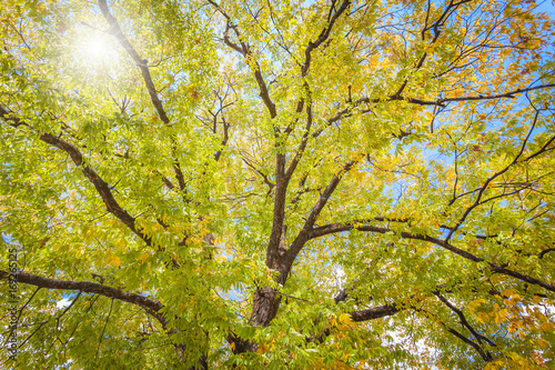 Autumn leaves, uner tree in autumn photo