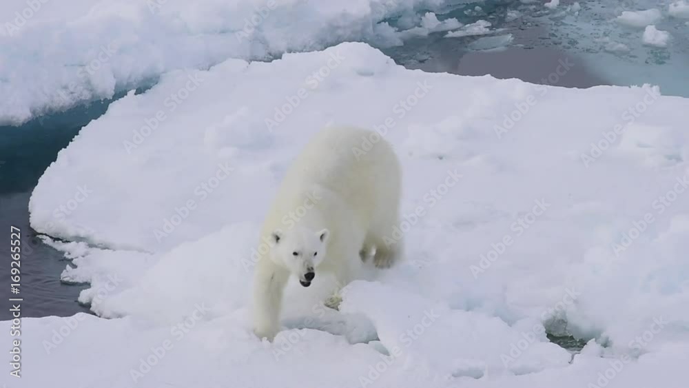 Polar bear walking in an arctic. Polar bear walking in an arctic.