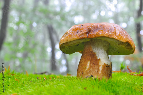 Boletus reticulatus or Boletus aestivalis, commonly known as the summer cep. Edible gourmet wild mushroom, Penny Bun bolete in the forest