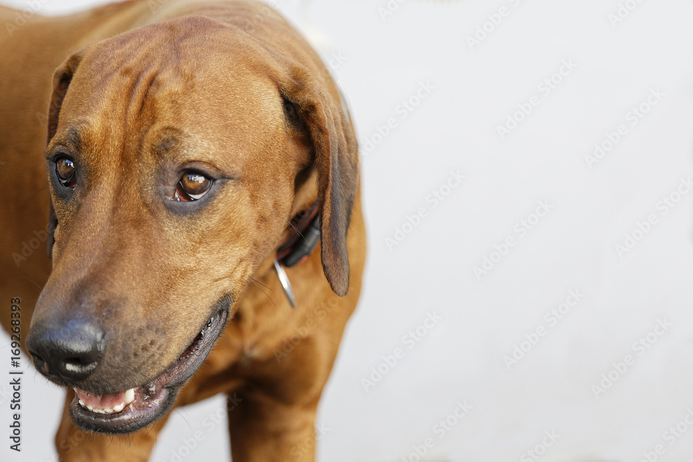 rhodesian ridgeback dog