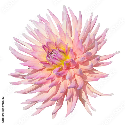 pale pink dahlia