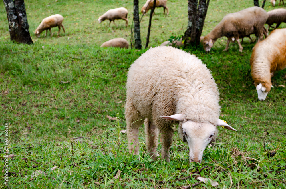Sheep is Eaten Grass in a Farming Outdoor. Sheep is Eaten Grass in a Farming Outdoor.