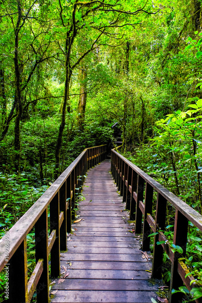 Forest nature trail to see the natural beauty of the forest Forest nature trail to see the natural beauty of the forest
