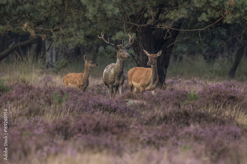 Red Deer