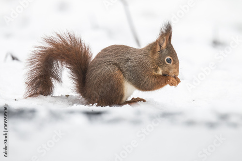 Red Squirrel in winter © Gert Hilbink