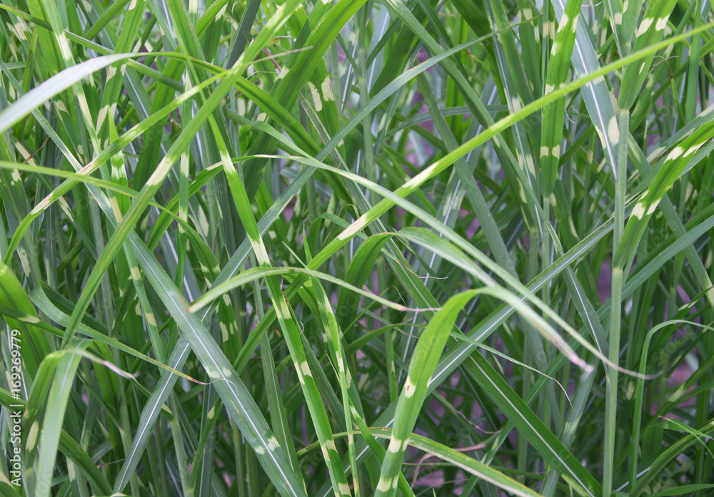 Long green grass and purple background