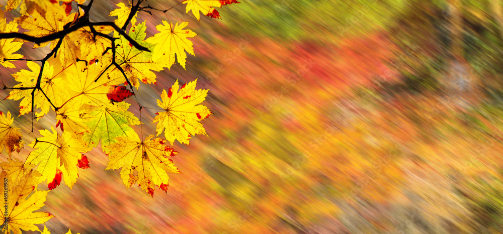 easy picture beautiful maple autumn landscape background easy picture beautiful maple autumn landscape background