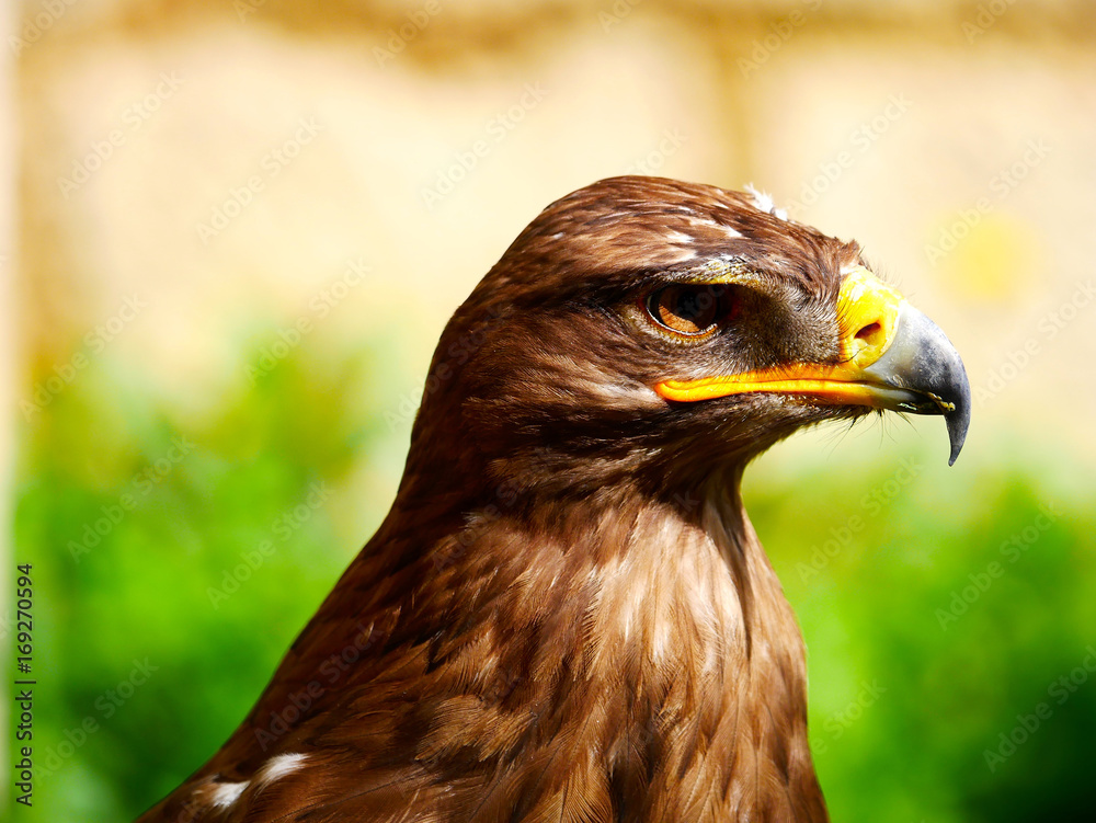 Obraz premium Rapace