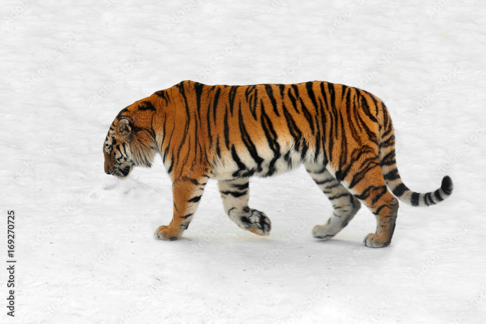 Siberian tiger (Panthera tigris altaica), also known as Amur tiger