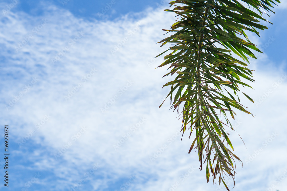 Obraz premium Tropical Palm Trees 