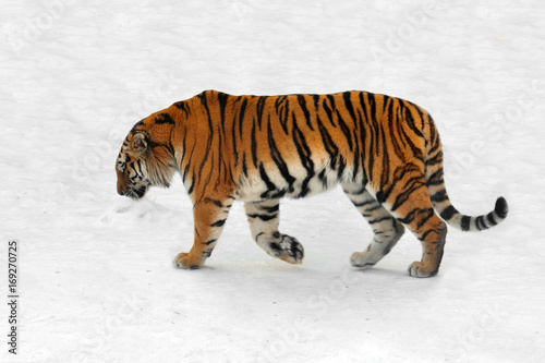 Siberian tiger (Panthera tigris altaica), also known as Amur tiger goes on snow