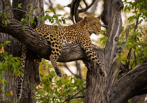 Leopard at rest in Okavango Delta Botswana