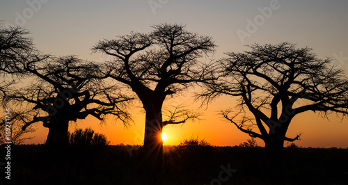 Sunset with Baobab Trees in Savute Botswana