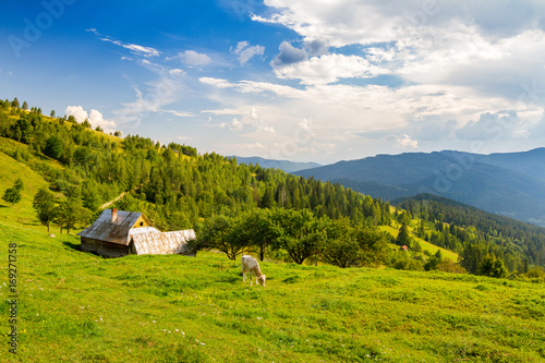 Green meadow in Ukrainian Carpathian mountains with wooden house and cow on pastures